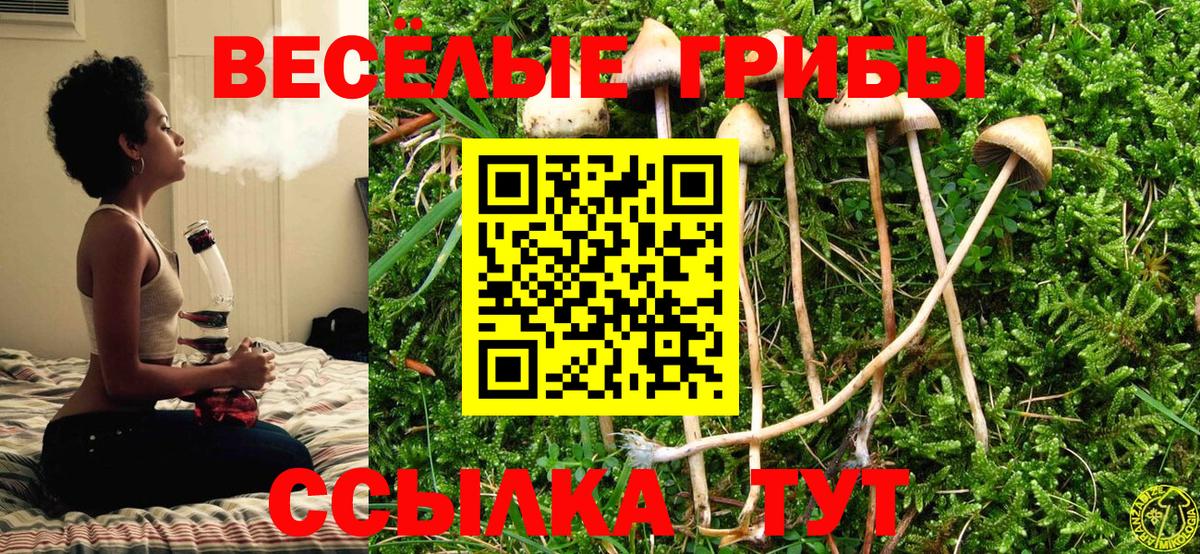 дарнет шоп  Вход с VPN  Кимовск  Псилоцибиновые грибы Magic Shrooms  Галлюциногенные грибы Psilocybe 